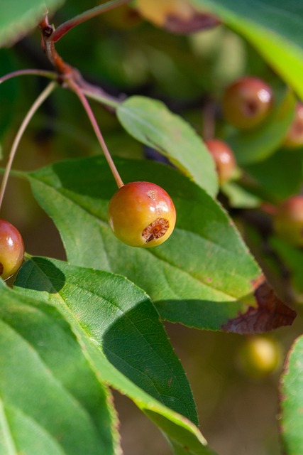 澳超半场：维迪奇补时扳平，奥克兰FC暂1-1布里斯班狮吼